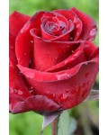 Троянда чайно-гібридна Експлоєр (оксамитово червоний) | Роза чайно-гибридная Эксплорер (бархатно красный) | Тea hybrid rose Explorer
